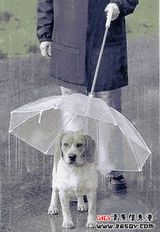 special umbrella