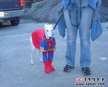 fashion dog