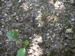 s-IMGP2142