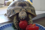 ミニトマト
