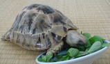 食べる2