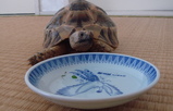 食べる4