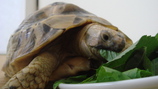 食べる3