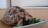 食べる1