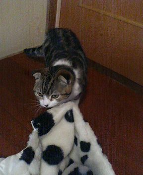 �����Τˤ������̤��ˤ�󤳤����