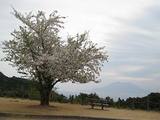 桜と桜島