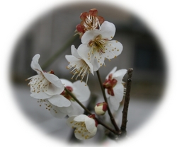 1002ume001s
