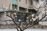 1002梅開花_11s