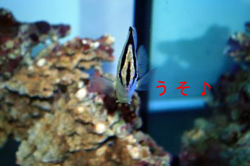 ¤¦¤½¢ö