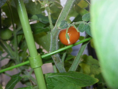 IMGP0524