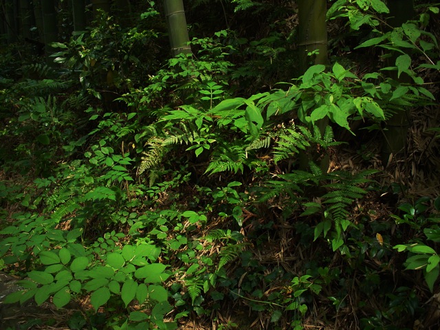 DSC00099