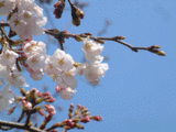 見納めの桜1