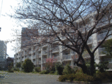 サヨナラ、サクラ。
