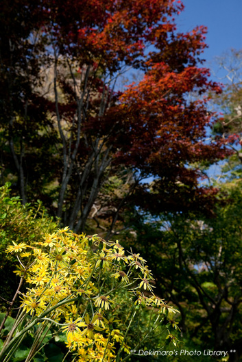 kamakura4013