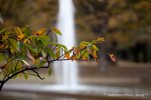 yoyogi40