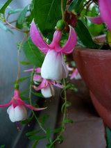 050720-fucsia02