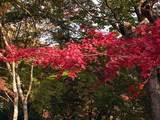 051113-kyoto04