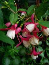 050720-fucsia01