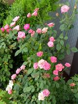 050720-plumdandy01