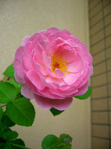 050720crm01