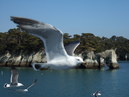 kamome3