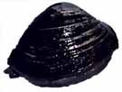 �ۥå���