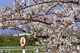 桜が近いね