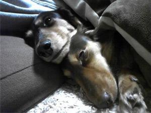愛犬