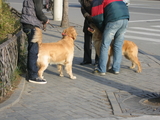 犬2匹