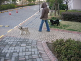 犬