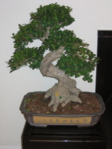 f71b4019.JPG