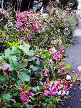 RIMG0117[1]