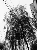 RIMG0120
