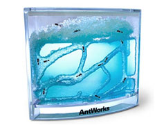 Ant Works