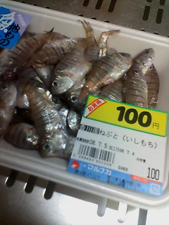 ねぶと