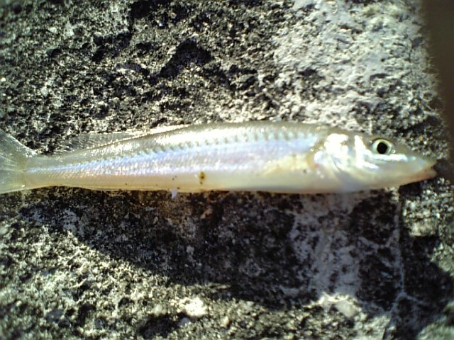 ������2006 9