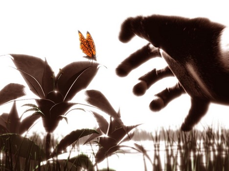 NathanPrestopnik_butterfly