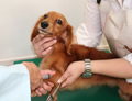 犬のアレルギー