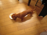 犬の食事