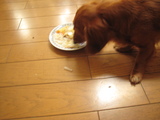 犬の食事