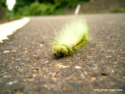green caterpillar