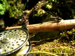 dragonfly