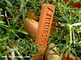 rosemary