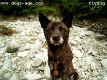 fly-dog !