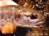 amago
