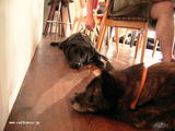 black dogs