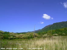 wetland