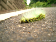 green caterpillar