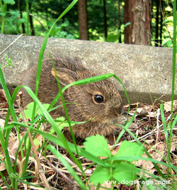 hare