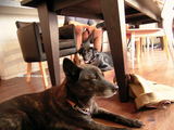 black dogs
